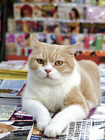 忌廉仔初回來時,不時都發噩夢,但現時已重拾「店長」工作,風騷示人。(Fidel攝)忌廉仔擁有私人的「店長室」,經常在裏面呼呼大睡。(Fidel攝)忌廉仔失而復得,讓高先生夫婦及擁躉重拾笑容。(Fidel攝)副店長妹妹人氣雖不及忌廉仔,但看起來神氣十足。(Fidel攝)這是忌廉仔走失期間的尋貓啟示,幸好已安全回家。(Fidel攝) 忌廉仔初回來時,不時都發噩夢,但現時已重拾「店長」工作,風騷示人。(Fidel攝)忌廉仔擁有私人的「店長室」,經常在裏面呼呼大睡。(Fidel攝)忌廉仔失而復得,讓高先生夫婦及擁躉重拾笑容。(Fidel攝)副店長妹妹人氣雖不及忌廉仔,但看起來神氣十足。(Fidel攝)這是忌廉仔走失期間的尋貓啟示,幸好已安全回家。(Fidel攝)