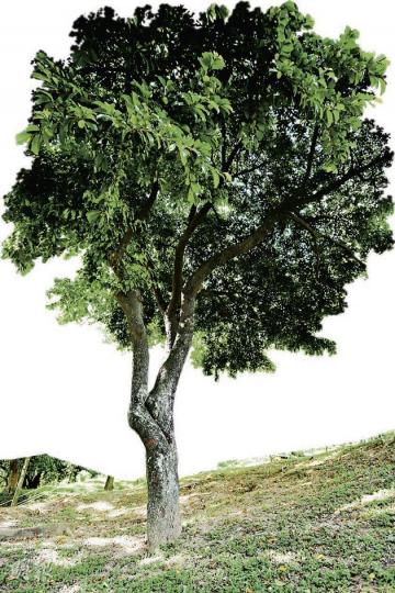 (葉思雅攝)果期:6至8月,為黃色複果(葉思雅攝) (葉思雅攝)果期:6至8月,為黃色複果(葉思雅攝)