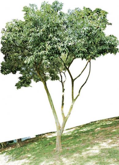 (葉思雅攝)果期﹕6至7月,金黃色絨毛(葉思雅攝)葉:互生,橢圓形,葉端邊緣有淺鋸齒,呈厚革質(葉思雅攝)花期:5至6月,白色大花,中間有橙黃色雄蕊,花瓣有絹毛(葉思雅攝) (葉思雅攝)果期﹕6至7月,金黃色絨毛(葉思雅攝)葉:互生,橢圓形,葉端邊緣有淺鋸齒,呈厚革質(葉思雅攝)花期:5至6月,白色大花,中間有橙黃色雄蕊,花瓣有絹毛(葉思雅攝)