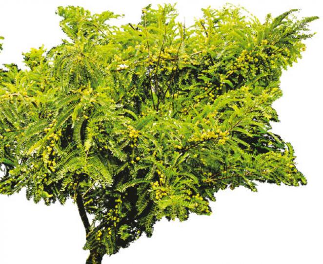(葉思雅攝)果期﹕7至9月(葉思雅攝) (葉思雅攝)果期﹕7至9月(葉思雅攝)