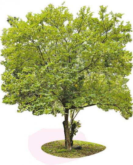 (葉思雅攝)果期﹕3至4月結果(葉思雅攝)葉:葉互生,卵形至闊卵形,邊緣有粗齒,脈上有疏毛,脈腋間有毛(葉思雅攝) (葉思雅攝)果期﹕3至4月結果(葉思雅攝)葉:葉互生,卵形至闊卵形,邊緣有粗齒,脈上有疏毛,脈腋間有毛(葉思雅攝)