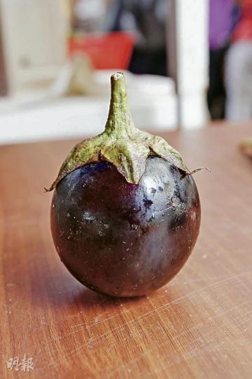 「昭君」 圓茄子。(林俊源攝) 青茄子。(陳淑安攝) 小茄。(陳淑安攝) 「昭君」 圓茄子。(林俊源攝) 青茄子。(陳淑安攝) 小茄。(陳淑安攝)