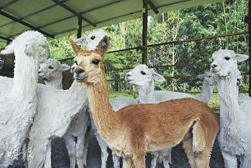新寵「草泥馬」——7月才跟大家見面的「神獸」羊駝，是綠世界的新寵兒。（郭瑋瑋攝） 「本地薑」青蛙——在三富農場，可以找到全台三分之二的青蛙品種。（郭瑋瑋攝） 百香果開花——我們在綠世界的植物賞析步道，第一次看見百香果的花。（郭瑋瑋攝） 「異族」象龜——綠世界的生物多樣性探索區裏，可以見到來自非洲大陸和塞舌爾群島的象龜。（郭瑋瑋攝） 綠僧帽鳥——來自津巴布韋的綠僧帽鳥，一般難在林中發現，在綠世界就能輕易見到。（郭瑋瑋攝） 在綠世界裏，這隻來自澳洲的鬆獅蜥，一點都不怕人。（郭瑋瑋攝） 在綠世界的鳥類