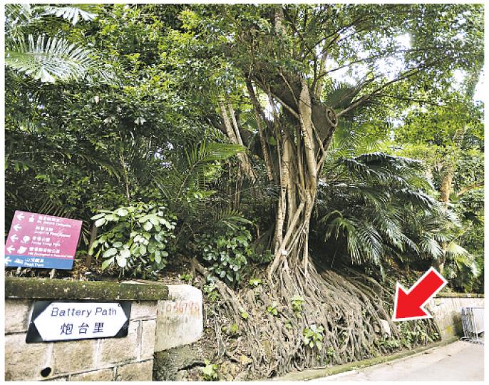 斜坡泥土減少令樹根完全外露，粗略估計被冲走的泥土約有20厘米厚，樹根下夾雜一塊半米高的灰白色石屎（箭嘴示）。（葉家豪攝） 位於炮台里的一棵大樹受近日天雨影響，泥土流失引致根部斷裂及外露，樹木專家指出泥土鬆脫增塌樹風險，促派人檢查決定是否要加固。（葉家豪攝） 