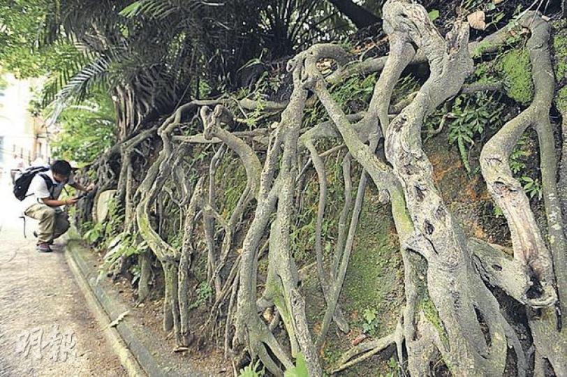中環炮台里有斜坡泥土流失，令百年細葉榕樹根嚴重外露。建築署表示大樹沒有即時倒塌危險，會派員在兩周內充填樹根下的泥土。（鄧宗弘攝）