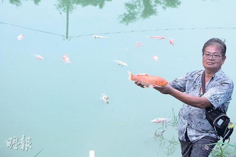 高鐵工程排水涉嫌污染牛潭尾村溪澗，導致當地用溪水養魚的魚塘，有大量錦鯉死亡。牛潭尾村民周貴賢上周四向記者展示，懷疑遭污水毒死的錦鯉。（明報記者攝） 牛潭尾村民昨與多個政府部門及港鐵職員會晤。港鐵職員稱，地鐵承建商會進一步加強監察排水水質。（明報記者攝） （明報製圖）