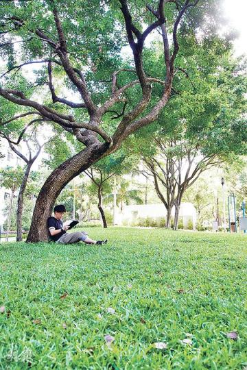 歌和老街公園的草地位於公園中央,有樹木護蔭,中午時分,陽光透過葉縫灑在草地上,添上了寫意氣氛。公園旁邊是大型商場又一城,方便市民在超市買食物野餐,美中不足是草地面積略嫌小。不管是在草地上野餐或看書,都休閒寫意。(林俊源攝) 歌和老街公園的草地位於公園中央,有樹木護蔭,中午時分,陽光透過葉縫灑在草地上,添上了寫意氣氛。公園旁邊是大型商場又一城,方便市民在超市買食物野餐,美中不足是草地面積略嫌小。不管是在草地上野餐或看書,都休閒寫意。(林俊源攝)