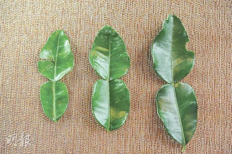 （葉思雅攝）皺皮檸檬（葉思雅攝）燒美國肉眼沙律 - 檸檬葉、南薑、香茅等搗爛醃牛肉，燒至約六成熟，滲有葉子鮮香。（$168，Mango Tree）（葉思雅攝）