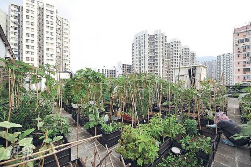 天台農莊位處工廈天台,毗鄰康怡花園、太古城等住屋苑。負責人林世昌指出,工廈其他租戶並無抗拒他在大廈天台建立農莊,反而農莊的出現令大廈室內溫度下降,可節省電力。(葉家豪攝)已退休的關先生跟隨太太投入天台耕作,每天到農莊為農作物澆水施肥,兩人都說,很多時農友之間都會互相分享收成,全不吝嗇。(葉家豪攝)劉先生夫婦帶同子女到天台收割。劉太說,希望借一塊小農田,讓孩子們認識農耕的辛勞,從中培養他們的責任感。(葉家豪攝)(明報製圖) 天台農莊位處工廈天台,毗鄰康怡花園、太古城等住屋苑。負責人林世昌指出,工廈其他租戶並無抗拒他在大廈天台建立農莊,反而農莊的出現令大廈室內溫度下降,可節省電力。(葉家豪攝)已退休的關先生跟隨太太投入天台耕作,每天到農莊為農作物澆水施肥,兩人都說,很多時農友之間都會互相分享收成,全不吝嗇。(葉家豪攝)劉先生夫婦帶同子女到天台收割。劉太說,希望借一塊小農田,讓孩子們認識農耕的辛勞,從中培養他們的責任感。(葉家豪攝)(明報製圖)