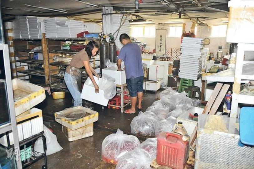 熱帶魚養殖場昨晨發生火警後,東主事後清理現場。(林智傑攝)熱帶魚養殖場昨晨疑因電線短路發生火警,場內停電令魚缸氧氣泵停止運作,約2000條熱帶魚苗缺氧死亡。(林智傑攝) 熱帶魚養殖場昨晨發生火警後,東主事後清理現場。(林智傑攝)熱帶魚養殖場昨晨疑因電線短路發生火警,場內停電令魚缸氧氣泵停止運作,約2000條熱帶魚苗缺氧死亡。(林智傑攝)
