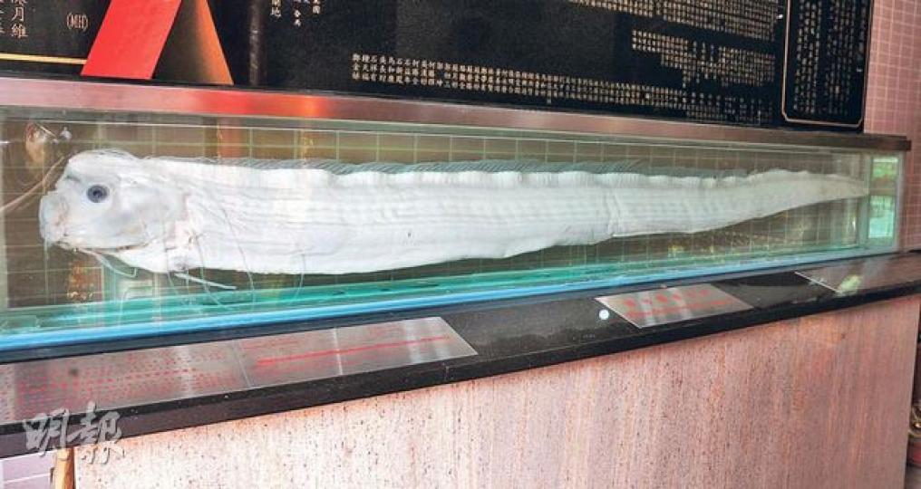 天后廟內的白龍皇標本,身長達2.74米(劉焌陶攝)天后廟(劉焌陶攝)靠近山路的山墳(劉焌陶攝)兩面針(劉焌陶攝)錫葉藤(劉焌陶攝)東澳村外貌破落,十室九空,但仍有至少兩戶居住(劉焌陶攝)早前「膠災」設立的膠粒收集處(劉焌陶攝)已荒廢的模達村舊校有被大樹壓塌的危機!(劉焌陶攝)周氏舊村(劉焌陶攝)南段小學校校舍嚴重破損(劉焌陶攝)南丫島處處可見的養魚排(劉焌陶攝)(明報製圖) 天后廟內的白龍皇標本,身長達2.74米(劉焌陶攝)天后廟(劉焌陶攝)靠近山路的山墳(劉焌陶攝)兩面針(劉焌陶攝)錫葉藤(劉焌陶攝)東澳村外貌破落,十室九空,但仍有至少兩戶居住(劉焌陶攝)早前「膠災」設立的膠粒收集處(劉焌陶攝)已荒廢的模達村舊校有被大樹壓塌的危機!(劉焌陶攝)周氏舊村(劉焌陶攝)南段小學校校舍嚴重破損(劉焌陶攝)南丫島處處可見的養魚排(劉焌陶攝)(明報製圖)