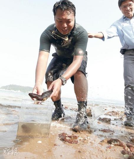 漁護署昨派員於汀角東泥灘浮潛,捕捉海中生物,例如圖中的玉足海參,以顯示該處與龍尾生態環境相若,適合接收龍尾的生物。政府表示,日後會在龍尾進行「生物搬家」,將在該處棲息的生物搬到汀角東泥灘生活。(李紹昌攝)巴布亞硝水母於汀角東泥灘出沒,有8隻觸手,眼斑狀色素斑點由共生藻組成。(李紹昌攝)政府決定於龍尾興建人工泳灘,並加強保育附近一帶的泥灘作補償,汀角東泥灘的生物將「受惠」,包括圖中的雜色角孔海膽(左上及左下)及飛白楓海星(右上及右下)。(李紹昌攝)(明報製圖) 漁護署昨派員於汀角東泥灘浮潛,捕捉海中生物,例如圖中的玉足海參,以顯示該處與龍尾生態環境相若,適合接收龍尾的生物。政府表示,日後會在龍尾進行「生物搬家」,將在該處棲息的生物搬到汀角東泥灘生活。(李紹昌攝)巴布亞硝水母於汀角東泥灘出沒,有8隻觸手,眼斑狀色素斑點由共生藻組成。(李紹昌攝)政府決定於龍尾興建人工泳灘,並加強保育附近一帶的泥灘作補償,汀角東泥灘的生物將「受惠」,包括圖中的雜色角孔海膽(左上及左下)及飛白楓海星(右上及右下)。(李紹昌攝)(明報製圖)
