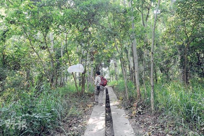 大埔環保會鳳園蝴蝶保育區顧問委員潘瑞輝昨示範用「撲蝶網」捉蝶,並在其翅腹上寫編號,以追蹤遷徙路線。(尹錦恩攝)一隻藍點紫斑蝶忽然縮起腹部,進入假死狀態,軟軟躺在研究員手上,這是斑蝶其中一種典型的脫險方法。(尹錦恩攝) 大埔環保會鳳園蝴蝶保育區顧問委員潘瑞輝昨示範用「撲蝶網」捉蝶,並在其翅腹上寫編號,以追蹤遷徙路線。(尹錦恩攝)一隻藍點紫斑蝶忽然縮起腹部,進入假死狀態,軟軟躺在研究員手上,這是斑蝶其中一種典型的脫險方法。(尹錦恩攝)