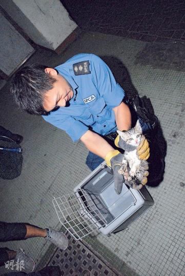 由15樓坐滑水梯直衝地面的貓仔,安全獲救,在愛護動物協會人員手中仍不斷「喵喵」叫。(雲錦鋒攝) 由15樓坐滑水梯直衝地面的貓仔,安全獲救,在愛護動物協會人員手中仍不斷「喵喵」叫。(雲錦鋒攝)