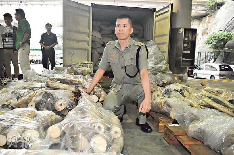 海關港口及海域科監督黃瑞亨展示在貨櫃檢獲共重逾1.33噸的走私非洲象牙。(林智傑攝) 海關港口及海域科監督黃瑞亨展示在貨櫃檢獲共重逾1.33噸的走私非洲象牙。(林智傑攝)