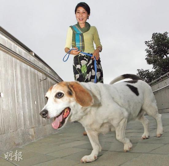 毛孟靜家有一頭混種比高犬Dogma,雖因繁殖不當而前肢長短腳,但無損一家對牠的鍾愛。她指愛犬年事已高,已為牠安排後事,她認同為保障動物權益,應規管寵物火葬場。(李紹昌攝) 毛孟靜家有一頭混種比高犬Dogma,雖因繁殖不當而前肢長短腳,但無損一家對牠的鍾愛。她指愛犬年事已高,已為牠安排後事,她認同為保障動物權益,應規管寵物火葬場。(李紹昌攝)