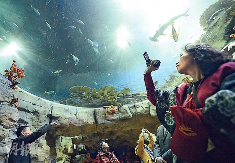 海洋公園業績報告披露2011/12年度有1303隻動物死亡,較對上一年度升逾1倍,當中逾九成為魚類。(盧翊銘攝) 海洋公園業績報告披露2011/12年度有1303隻動物死亡,較對上一年度升逾1倍,當中逾九成為魚類。(盧翊銘攝)