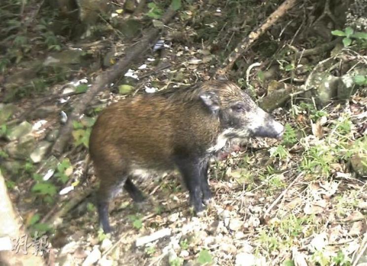 闖入柴灣公園的野豬長約1米、重約40公斤,雖被獸醫麻醉槍射中,但仍能越過東區走廊數條行車線,之後跳入草叢不知所終。(林智傑攝)野豬與帶備盾牌的漁護署人員及警員在柴灣公園捉迷藏逾7小時,其間眾人靠欄稍息。(林智傑攝) 闖入柴灣公園的野豬長約1米、重約40公斤,雖被獸醫麻醉槍射中,但仍能越過東區走廊數條行車線,之後跳入草叢不知所終。(林智傑攝)野豬與帶備盾牌的漁護署人員及警員在柴灣公園捉迷藏逾7小時,其間眾人靠欄稍息。(林智傑攝)