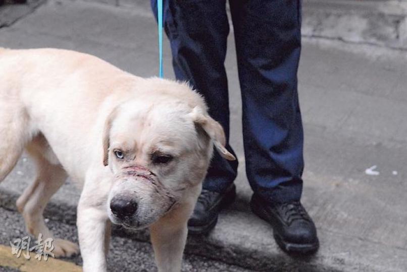 筲箕灣「膠索帶箍口虐狗案」中共有4犬受害,其中一頭掙脫了膠索的唐狗,因膠帶索得太緊令嘴部受傷頗重。(伍浦鋒攝)筲箕灣新成街有4隻狗疑因吠聲滋擾鄰居,慘遭女主人以膠索綁嘴「滅聲」,幸及時被愛護動物協會人員發現救出,警方拘捕涉嫌虐畜的女狗主。(伍浦鋒攝) 筲箕灣「膠索帶箍口虐狗案」中共有4犬受害,其中一頭掙脫了膠索的唐狗,因膠帶索得太緊令嘴部受傷頗重。(伍浦鋒攝)筲箕灣新成街有4隻狗疑因吠聲滋擾鄰居,慘遭女主人以膠索綁嘴「滅聲」,幸及時被愛護動物協會人員發現救出,警方拘捕涉嫌虐畜的女狗主。(伍浦鋒攝)