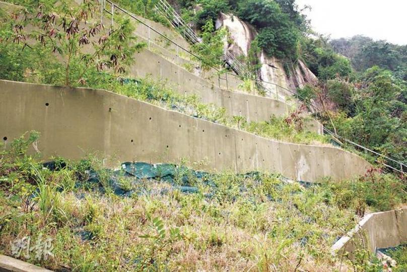 寶雲道斜坡復修工程耗資1200萬元,工程師花費230萬元在一層層階梯上種植本土特色植物,期望能加快植物的生長速度,令斜坡盡早恢復舊貌。(楊德銘攝) 寶雲道斜坡復修工程耗資1200萬元,工程師花費230萬元在一層層階梯上種植本土特色植物,期望能加快植物的生長速度,令斜坡盡早恢復舊貌。(楊德銘攝)