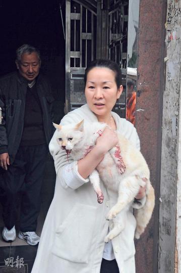 主人黎太緊抱口鼻滲血的家貓「波子」,急步趕往附近的寵物診所為牠治理傷勢。(林智傑攝)頑皮貓「波子」從唐樓9樓頂樓飛墮2樓平台(箭嘴示),幸有3樓一隻窗卸去衝力,未致即時喪命。(林智傑攝) 主人黎太緊抱口鼻滲血的家貓「波子」,急步趕往附近的寵物診所為牠治理傷勢。(林智傑攝)頑皮貓「波子」從唐樓9樓頂樓飛墮2樓平台(箭嘴示),幸有3樓一隻窗卸去衝力,未致即時喪命。(林智傑攝)