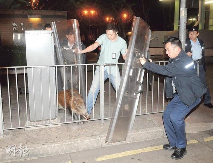 昨凌晨發生野豬大鬧柴灣事件,警方人員其後用盾牌包圍野豬,以便漁護署人員將牠帶走。(蔡方山攝)野豬逃跑時將頭夾於欄杆間,後漁護署人員撐開欄杆,以便野豬走入籠內。(蔡方山攝) 昨凌晨發生野豬大鬧柴灣事件,警方人員其後用盾牌包圍野豬,以便漁護署人員將牠帶走。(蔡方山攝)野豬逃跑時將頭夾於欄杆間,後漁護署人員撐開欄杆,以便野豬走入籠內。(蔡方山攝)