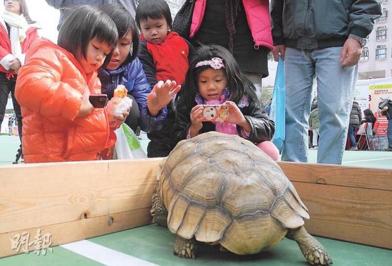 漁護署同動物福利機構噚日展出貓、兔、爬蟲類等寵物畀市民領養,唔少人特登嚟親親小動物,而未考慮好領唔領養嘅市民都喺現場為大龜等影番輯沙龍。(陳翔翎攝) 漁護署同動物福利機構噚日展出貓、兔、爬蟲類等寵物畀市民領養,唔少人特登嚟親親小動物,而未考慮好領唔領養嘅市民都喺現場為大龜等影番輯沙龍。(陳翔翎攝)