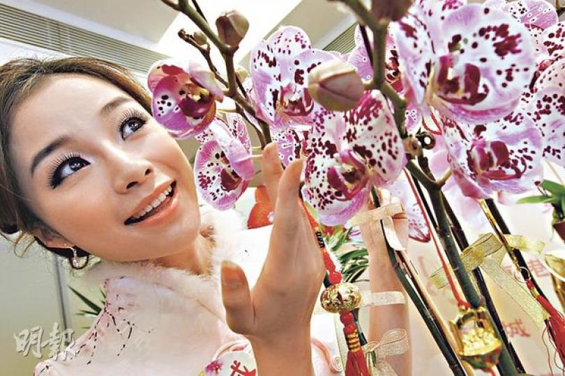 有花商今年培植出具蛇狀紋理的蘭花。圖中的「祥蛇兆福」,花瓣上具淡粉紅、紫醉酒紅及白色花紋,加上其桃紅色花蕊,顏色豔麗靈蛇吐艷。(李紹昌攝)下月農曆新年,有花商料年花一般加價約兩成。圖為一名市民於旺角花墟選購具吉祥意味的盆栽。(李澤彤攝) 有花商今年培植出具蛇狀紋理的蘭花。圖中的「祥蛇兆福」,花瓣上具淡粉紅、紫醉酒紅及白色花紋,加上其桃紅色花蕊,顏色豔麗靈蛇吐艷。(李紹昌攝)下月農曆新年,有花商料年花一般加價約兩成。圖為一名市民於旺角花墟選購具吉祥意味的盆栽。(李澤彤攝)