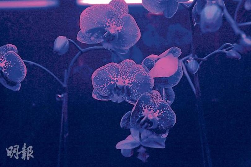 花農培植出兩種夜光蘭花,當中「夜光甜蜜樂園」(圖),花瓣上的黃金色斑點能於黑暗中發出金光。圖為該蘭花於紫外光燈下的情况。(李紹昌攝) 花農培植出兩種夜光蘭花,當中「夜光甜蜜樂園」(圖),花瓣上的黃金色斑點能於黑暗中發出金光。圖為該蘭花於紫外光燈下的情况。(李紹昌攝)
