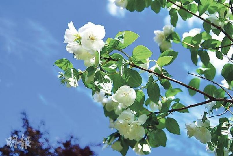 新年希望跟日常生活息息相關,期望今年夏天氣溫會日日持續25度,那麼之後半年的秋黑冬寒便會相較容易過。(周游攝) 新年希望跟日常生活息息相關,期望今年夏天氣溫會日日持續25度,那麼之後半年的秋黑冬寒便會相較容易過。(周游攝)