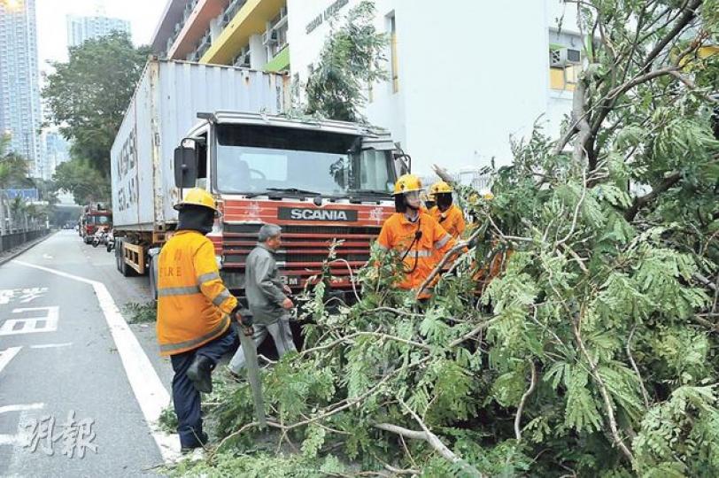 大角嘴櫻桃街昨有大樹塌下壓中貨櫃車,幸無人受傷,消防員事後協助清理樹枝。(林智傑攝)貨櫃車司機稱幸塌樹只是擊中櫃箱而非打中駕駛室,否則他或會受傷。(林智傑攝) 大角嘴櫻桃街昨有大樹塌下壓中貨櫃車,幸無人受傷,消防員事後協助清理樹枝。(林智傑攝)貨櫃車司機稱幸塌樹只是擊中櫃箱而非打中駕駛室,否則他或會受傷。(林智傑攝)