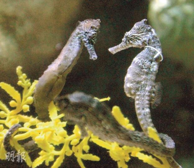 海洋公園保育基金去年做海馬普查,僅發現6隻管海馬,無論在品種及數量上都比以往的紀錄為少。保育基金計劃在今年的普查為海馬繫上識別標籤,以加強對海馬個體作長期生長及生存狀况的研究。(李紹昌攝) 海洋公園保育基金去年做海馬普查,僅發現6隻管海馬,無論在品種及數量上都比以往的紀錄為少。保育基金計劃在今年的普查為海馬繫上識別標籤,以加強對海馬個體作長期生長及生存狀况的研究。(李紹昌攝)