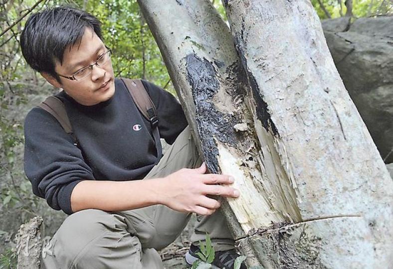 長春社總監蘇國賢檢視其中一棵被砍伐土沉香,發現被削去樹皮部分髹上黑色漆油。(余俊亮攝)大埔滘其中一棵被砍伐土沉香遭去頂,只餘下樹幹,切口平滑。(余俊亮攝)(明報製圖) 長春社總監蘇國賢檢視其中一棵被砍伐土沉香,發現被削去樹皮部分髹上黑色漆油。(余俊亮攝)大埔滘其中一棵被砍伐土沉香遭去頂,只餘下樹幹,切口平滑。(余俊亮攝)(明報製圖)