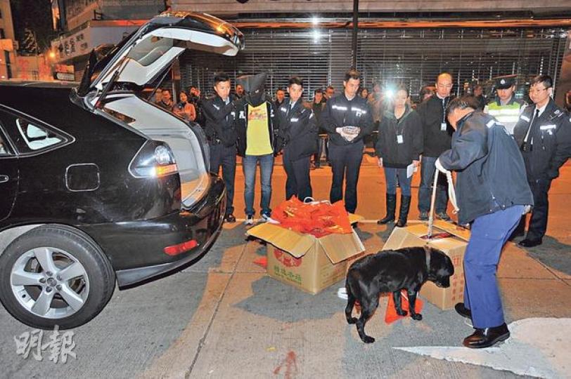 警方在太平道截到涉嫌毒駕及藏毒男子,將他黑布蒙頭押解至車旁(黃衣者),由警犬詳細檢查車廂物品。(樊銳昌攝) 警方在太平道截到涉嫌毒駕及藏毒男子,將他黑布蒙頭押解至車旁(黃衣者),由警犬詳細檢查車廂物品。(樊銳昌攝)