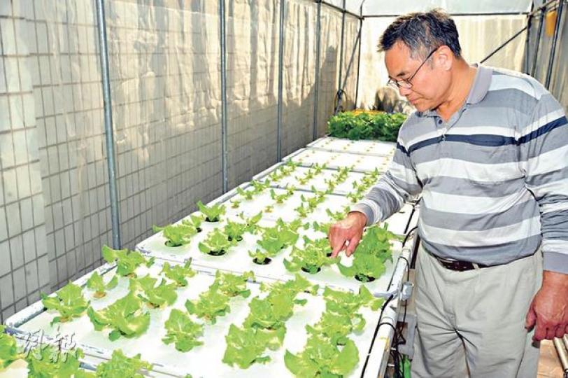 關先生的水耕溫室內,種有多棵蔬菜。(尹錦恩攝) 關先生的水耕溫室內,種有多棵蔬菜。(尹錦恩攝)
