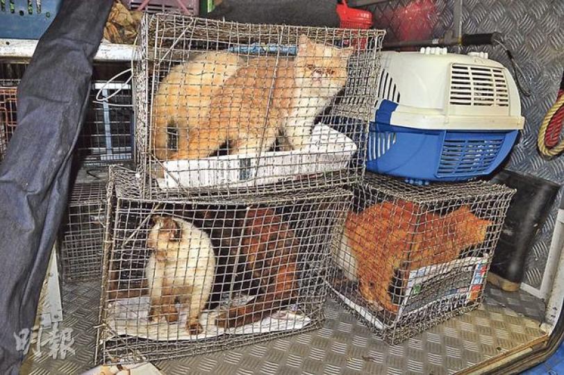 深水埗一個300餘呎單位傳出惡臭,消防破門揭發單位擠滿64隻名種貓狗,部分健康欠佳的由愛護動物協會人員帶走檢查。(衛永康攝)愛護動物協會人員在臭氣熏天的閣樓單位,用黑膠袋撿走4隻已死亡的名種貓。(衛永康攝) 深水埗一個300餘呎單位傳出惡臭,消防破門揭發單位擠滿64隻名種貓狗,部分健康欠佳的由愛護動物協會人員帶走檢查。(衛永康攝)愛護動物協會人員在臭氣熏天的閣樓單位,用黑膠袋撿走4隻已死亡的名種貓。(衛永康攝)