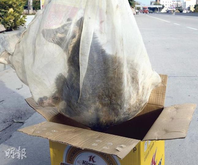 本報記者在廣州從化屈洞一間名為「香荔園農莊」的食店,購得一隻售價1356元人民幣的活果子狸,該店職員聲稱代附近批發市場的檔販出售。本報記者其後將果子狸交還食店。(明報記者攝) 廣州從化太平興富農副產品市場內,有過百檔口販賣野味,正搬運野味的市販聲稱籠中野味為「海狸」(見圖),場內另有貓、鹿及黑豚等,均被放在籠中,而黑豬等動物則直接擺放在地上,但未發現果子狸。(明報記者攝) 市場內禽畜擠在籠內,一地糞便及羽毛,更有小童在旁玩弄似是飯後遺下的骨頭。(明報記者攝) 本報記者在廣州從化屈洞一間名為「香荔園農莊」的食店,購得一隻售價1356元人民幣的活果子狸,該店職員聲稱代附近批發市場的檔販出售。本報記者其後將果子狸交還食店。(明報記者攝) 廣州從化太平興富農副產品市場內,有過百檔口販賣野味,正搬運野味的市販聲稱籠中野味為「海狸」(見圖),場內另有貓、鹿及黑豚等,均被放在籠中,而黑豬等動物則直接擺放在地上,但未發現果子狸。(明報記者攝) 市場內禽畜擠在籠內,一地糞便及羽毛,更有小童在旁玩弄似是飯後遺下的骨頭。(明報記者攝)