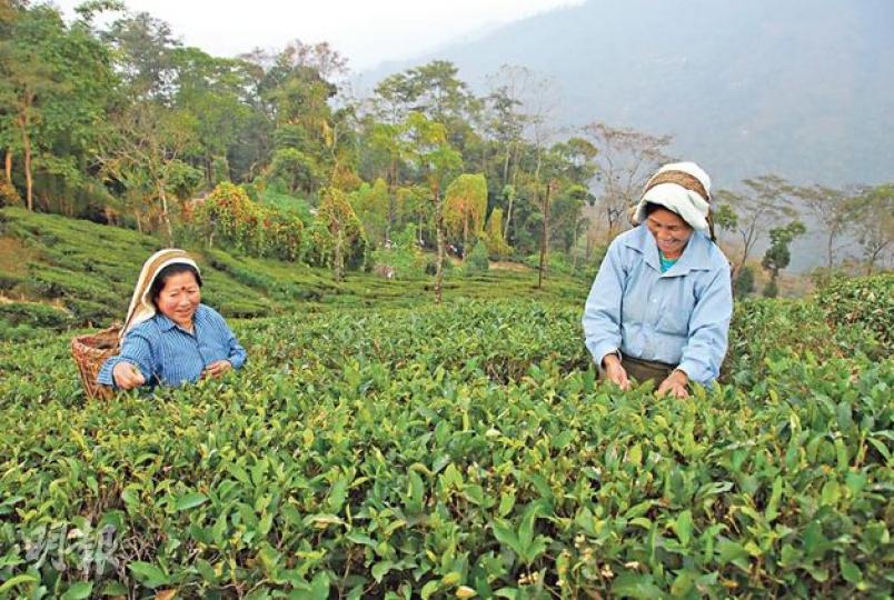 大吉嶺每年由三月到十一月,都能看到女工採茶。(郭瑋瑋攝)我們遇到的採茶女工相當友善開朗,示範採茶時自己也笑彎了腰。(郭瑋瑋攝)在纜車上,能俯瞰採茶工人在茶園裏穿梭。(郭瑋瑋攝)Makaibari茶園的茶葉不止是有機公平貿易產品,而且味道甘香,值得大量蒐購(每100克350盧比,約50港元起)。(郭瑋瑋攝)Makaibari的女工,正把貴價茶葉裏的茶枝逐一挑走。(郭瑋瑋攝)在Sunset Lounge的tea tasting(2人400盧比,約57港元),特地用酒杯裝茶。(郭瑋瑋攝)Tukvar茶 大吉嶺每年由三月到十一月,都能看到女工採茶。(郭瑋瑋攝)我們遇到的採茶女工相當友善開朗,示範採茶時自己也笑彎了腰。(郭瑋瑋攝)在纜車上,能俯瞰採茶工人在茶園裏穿梭。(郭瑋瑋攝)Makaibari茶園的茶葉不止是有機公平貿易產品,而且味道甘香,值得大量蒐購(每100克350盧比,約50港元起)。(郭瑋瑋攝)Makaibari的女工,正把貴價茶葉裏的茶枝逐一挑走。(郭瑋瑋攝)在Sunset Lounge的tea tasting(2人400盧比,約57港元),特地用酒杯裝茶。(郭瑋瑋攝)Tukvar茶