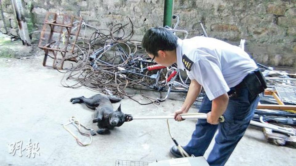 將軍澳馬游塘村發現3隻疑中毒死的流浪狗後,一隻黑毛流浪狗走入村內一間村屋範圍,腳軟及全身發抖,屋主通知愛護動物協會。職員到場驗查後,發現該犬表面並無中毒迹象,遂將該犬帶走。(林智傑攝)馬游塘村有3隻流浪狗疑遭毒殺,圖為警方到場調查,把發出惡臭的狗屍用黑膠布遮蓋。(林智傑攝) 將軍澳馬游塘村發現3隻疑中毒死的流浪狗後,一隻黑毛流浪狗走入村內一間村屋範圍,腳軟及全身發抖,屋主通知愛護動物協會。職員到場驗查後,發現該犬表面並無中毒迹象,遂將該犬帶走。(林智傑攝)馬游塘村有3隻流浪狗疑遭毒殺,圖為警方到場調查,把發出惡臭的狗屍用黑膠布遮蓋。(林智傑攝)
