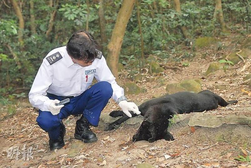 馬游塘村昨再有村民在山坡發現黑色唐狗屍體報警，調查人員初步發現狗屍口吐白沫，疑遭毒害，不排除與本周日揭發的連環毒狗事件有關。（鍾炳然攝）