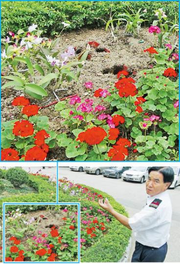 荔枝角公園保安昨晨發現花圃10株石斛蘭被盜，疑採花賊將之連根拔起，至花圃留下多個洞。（林智傑攝）採花賊在荔枝角公園盜取今屆花卉展的主題花石斛蘭，圖中全為公園內未被偷去的石斛蘭。（林智傑攝）