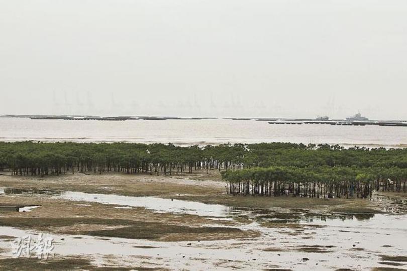 政府研究在大嶼山北欣澳和小蠔灣等填海區,不用傳統方式建海堤,改為引入生態海岸線,即填海後在海岸線栽種紅樹林,「重建」及改善填海後生態環境。圖為白泥的天然生態海岸線。(李澤彤攝) 政府研究在大嶼山北欣澳和小蠔灣等填海區,不用傳統方式建海堤,改為引入生態海岸線,即填海後在海岸線栽種紅樹林,「重建」及改善填海後生態環境。圖為白泥的天然生態海岸線。(李澤彤攝)