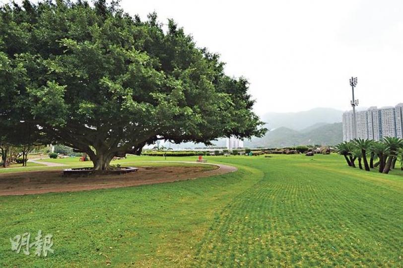 彭福公園內的細葉榕(左方大樹)早於公園建成時種植,現高18米,葉冠直徑25米,是公園地標。(盧翊銘攝)彭福公園內的部分草地種了跟馬場跑道相同品種及級數的草,較深色的位置為冬季草種黑麥冬草,較柔軟。(盧翊銘攝) 彭福公園內的細葉榕(左方大樹)早於公園建成時種植,現高18米,葉冠直徑25米,是公園地標。(盧翊銘攝)彭福公園內的部分草地種了跟馬場跑道相同品種及級數的草,較深色的位置為冬季草種黑麥冬草,較柔軟。(盧翊銘攝)