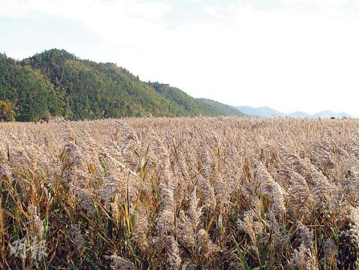 順天灣向來是韓國觀鳥和欣賞蘆葦的熱門地方,4月20日起將會更熱鬧。(黃潔玲攝) 順天灣向來是韓國觀鳥和欣賞蘆葦的熱門地方,4月20日起將會更熱鬧。(黃潔玲攝)