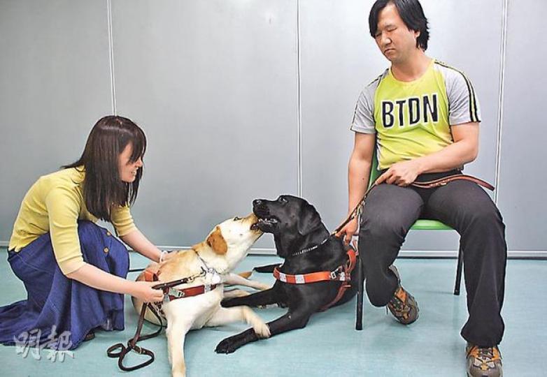 拉布拉多犬Rally(金毛犬)同Nera(黑毛犬),上個月由美國抵港,為主人葉敏儀(左)同陳金就(右)引路。兩隻導盲犬都係兩歲大狗囡,一見到面就黐埋一齊,非常熟絡。(楊德銘攝) 拉布拉多犬Rally(金毛犬)同Nera(黑毛犬),上個月由美國抵港,為主人葉敏儀(左)同陳金就(右)引路。兩隻導盲犬都係兩歲大狗囡,一見到面就黐埋一齊,非常熟絡。(楊德銘攝)