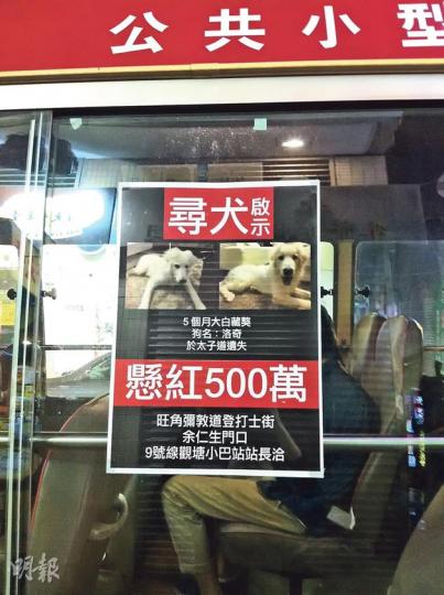有商人在太子道遺失一隻5個月大的西藏雪獒,在小巴車身貼出懸紅500萬元尋犬的啟事。小巴站長稱,狗主以1800萬元購入該雪獒。(邱雅錡攝) 有商人在太子道遺失一隻5個月大的西藏雪獒,在小巴車身貼出懸紅500萬元尋犬的啟事。小巴站長稱,狗主以1800萬元購入該雪獒。(邱雅錡攝)