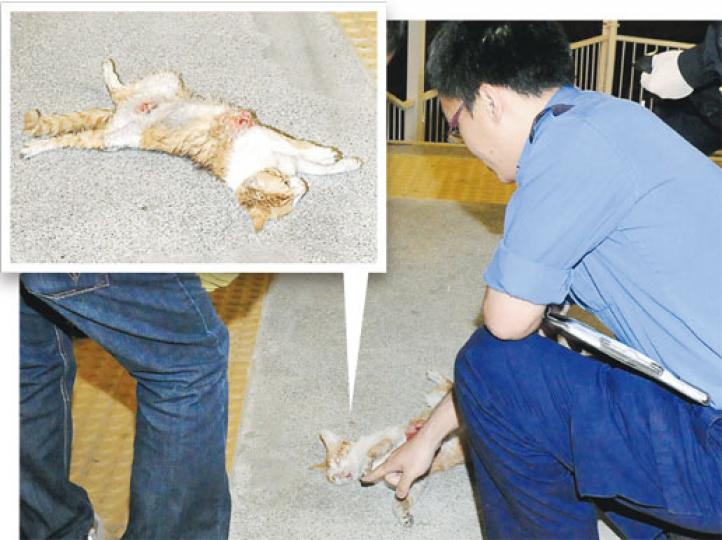 貓兒陳屍天橋上，惹來虐殺疑雲，探員事後到場拍照蒐證，初步不排除貓兒曾與惡狗打鬥，重傷致死，但亦不排除有人虐待動物，正展開調查。（蔡方山攝）