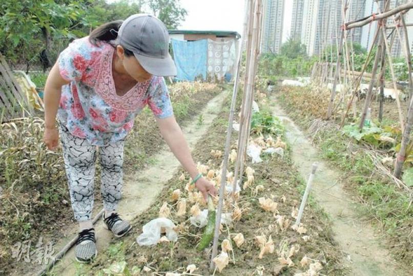 事主霞姐指出,「慘遭毒手」的瓜菜已不能再食用,而農地則估計要等一個月後,雨水方能將毒藥冲刷淨盡。(伍浦鋒攝) 事主霞姐指出,「慘遭毒手」的瓜菜已不能再食用,而農地則估計要等一個月後,雨水方能將毒藥冲刷淨盡。(伍浦鋒攝)