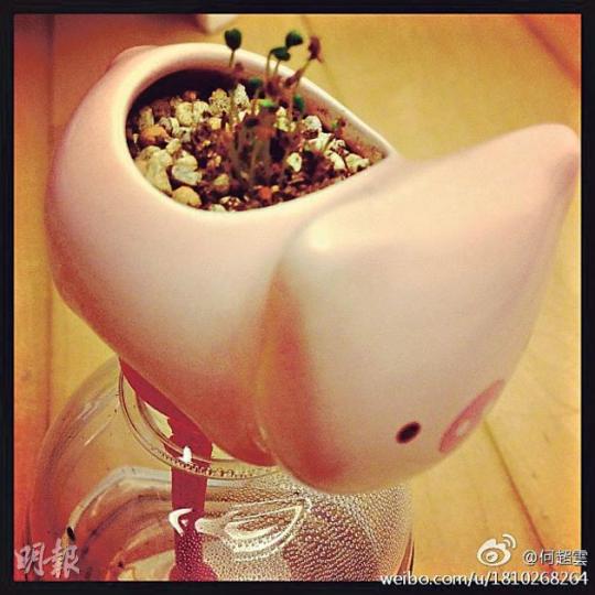超雲上載幼苗剛萌芽的照片,似乎感情生活非常美滿。(微博圖片) 超雲上載幼苗剛萌芽的照片,似乎感情生活非常美滿。(微博圖片)