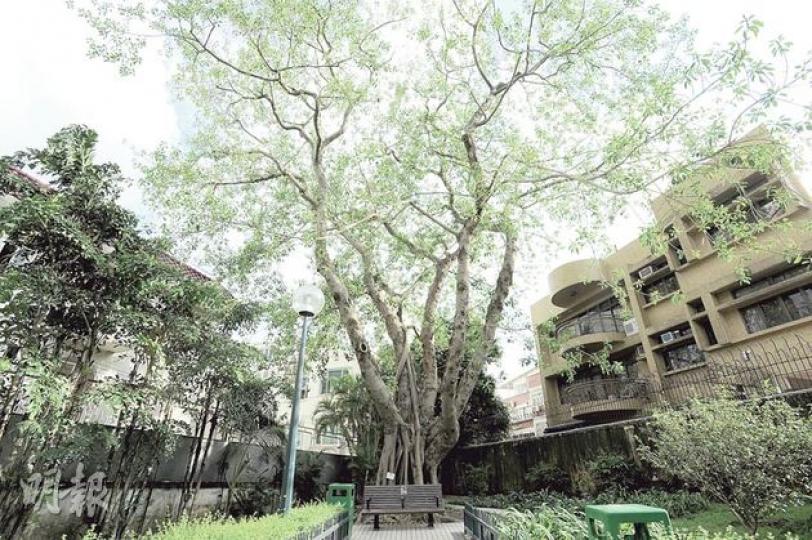 康文署《古樹名木冊》內一棵印度橡樹懷疑感染俗稱「樹癌」的褐根病,半年內健康急速走下坡,已到瀕死邊緣。(葉家豪攝) 樹木專家懷疑感染褐根病的印度橡樹,樹根長出大量真菌,顯示內部已腐爛。(葉家豪攝) 康文署《古樹名木冊》內一棵印度橡樹懷疑感染俗稱「樹癌」的褐根病,半年內健康急速走下坡,已到瀕死邊緣。(葉家豪攝) 樹木專家懷疑感染褐根病的印度橡樹,樹根長出大量真菌,顯示內部已腐爛。(葉家豪攝)